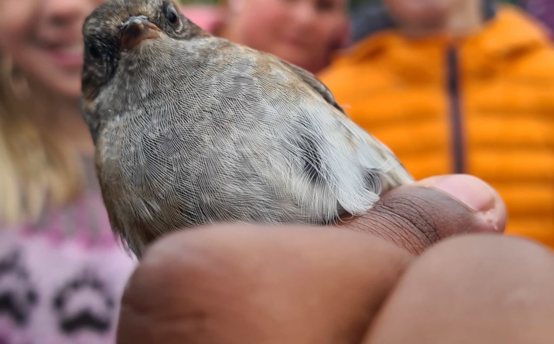 Småfugl i hendene på et barn under ringmerking.