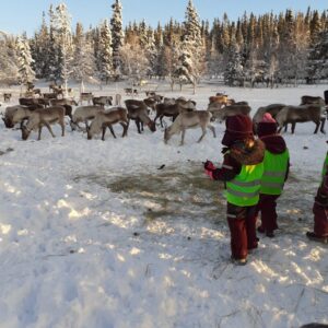 Barnehagebarn ute å ser på reinsdyr og lærer om reindrift
